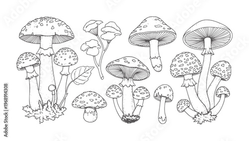 Hand drawn of various mushrooms with spotted caps and gills fungi nature forest woodland