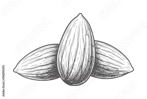 Three hand drawn almonds in style nuts food healthy ingredient