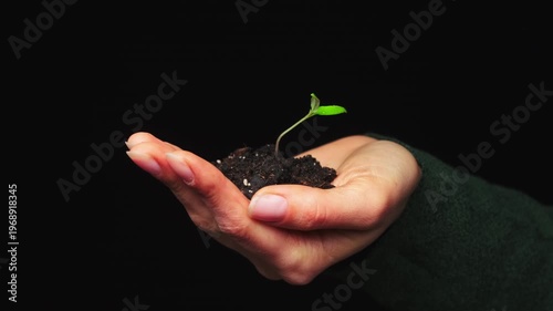White Hand Cradling Seedling With Soil, Delicate Sprout Rising From Dark Earth, Black Background, Intimate
