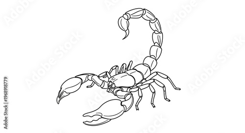 Scorpion Line Art Drawing Isolated on White Background