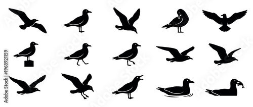 Seagulls in a variety of natural poses, including graceful flight, calm standing, active walking, and serene swimming, forming a versatile collection of bird illustrations.