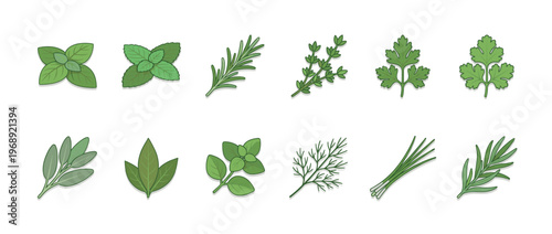 Fresh culinary herbs collection featuring a variety of aromatic plants used for cooking and seasoning dishes.