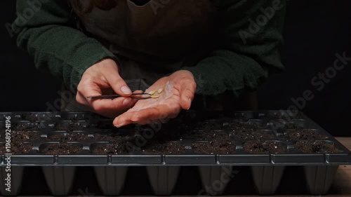 Caucasian Botanist Inspecting Seeds With Tweezers, Careful Selection Of Healthy Kernels Over Tray, Closeup