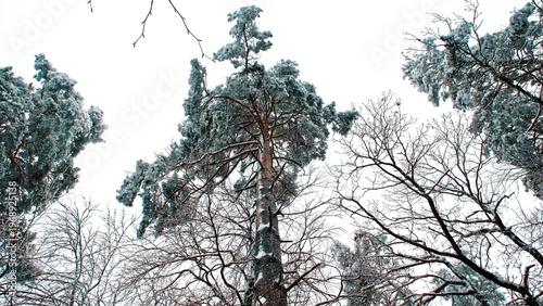 Forest Trees Covered in Thick Fresh Heavy Snow during Winter Snowstorm Blizzard 