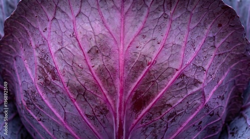 Close-up of vibrant purple cabbage leaf with pink veins
