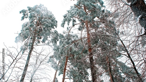 Forest Trees Covered in Thick Fresh Heavy Snow during Winter Snowstorm Blizzard 