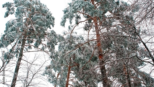 Forest Trees Covered in Thick Fresh Heavy Snow during Winter Snowstorm Blizzard 