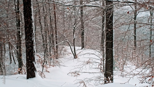 Forest Trees Covered in Thick Fresh Heavy Snow during Winter Snowstorm Blizzard 