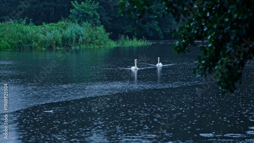 Graceful Pair of Swan Birds Floating on Lake Pond Surfece during Summer Rain