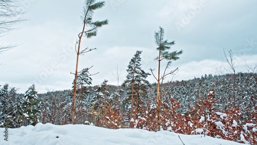 Scenic Treetops of Peaceful Forest Covered in Fresh Thick White Snow under Cloudy Winter Sky