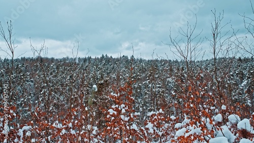 Scenic Treetops of Peaceful Forest Covered in Fresh Thick White Snow under Cloudy Winter Sky