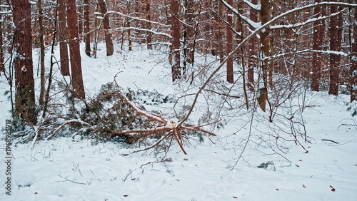 Winter Forest Path Blocked by Fallen Tree Branches Broken under Weight of Heavy Wet Snow