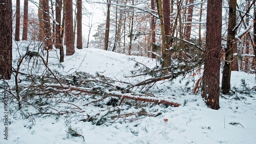 Winter Forest Path Blocked by Fallen Tree Branches Broken under Weight of Heavy Wet Snow