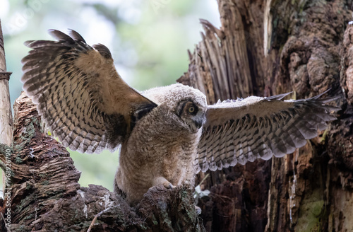 Photos A young great horned owl  Bubo virginianus  , practices flapping it wings before leaving the nest