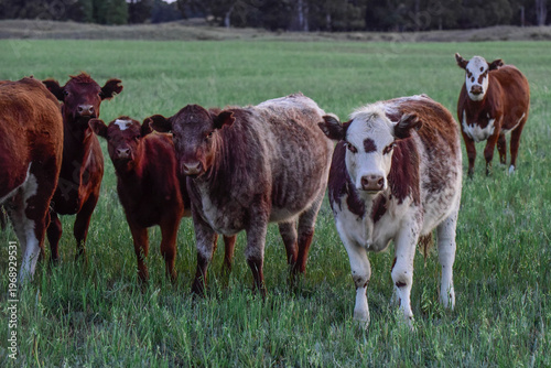 Cattle Herd in the Argentine countryside, La Pampa Province, Patagonia, Argentina.