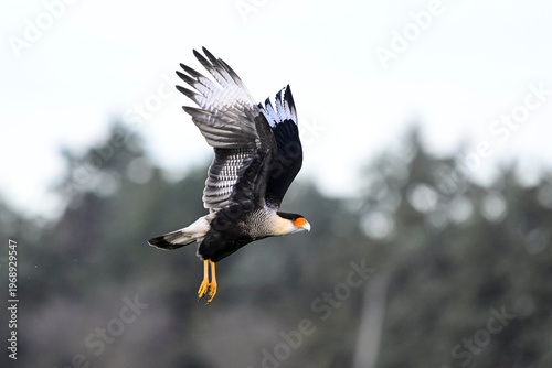 Southern Caracara ,Polyborus plancus , La Pampa Province,  Patagonia, Argentina