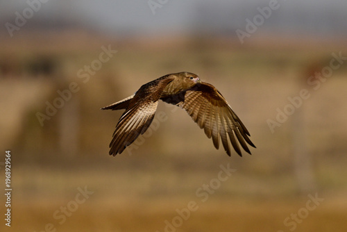 Caracara chimango in flight , La Pampa province, Patagonia , Argentina