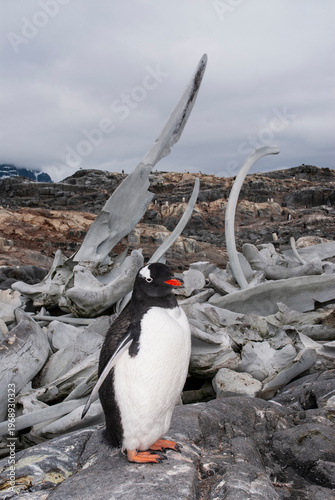 Gentoo Penguin, Pygoscelis papua,  Antartica, Port Lockroy, Antartica.