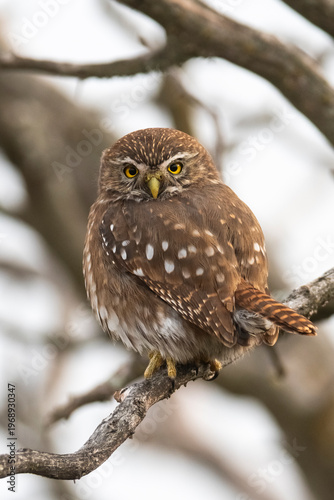 Ferruginous Pygmy owl in Calden forest, La Pampa Province, Patagonia, Argentina. (Glaucidium brasilianum)