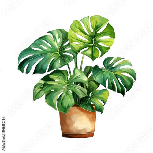 Watercolor Potted Monstera Deliciosa Swiss Cheese Plant Illustration Isolated on White