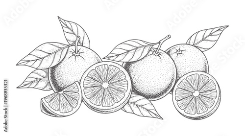 Vintage line of whole and sliced oranges with leaves citrus fruit