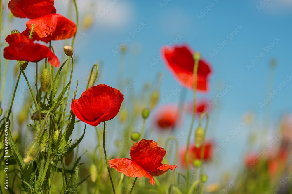 Fototapeta premium Bright red poppy flowers in meadow with soft blue sky background green stems and buds natural sunlight summer wildflower field