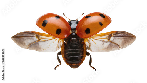 Quadro em tela Orange ladybug with black spots wings spread, isolated on transparent background
