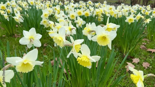 daffodils in spring