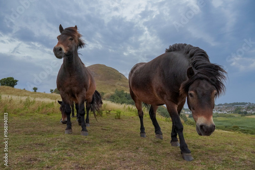 Canvas Print Exmoor ponies grazing on North Berwick Law, Scotland