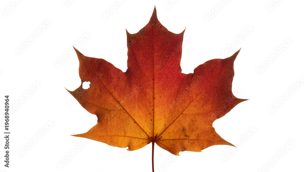 Fototapeta premium Red and orange maple leaf with veins and hole, isolated on transparent background