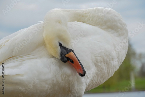 Foto Mute swan preening close-up portrait
