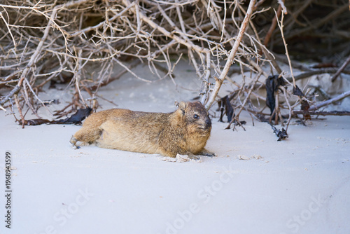 A rock hyrax in Boulders beach in South Africa.