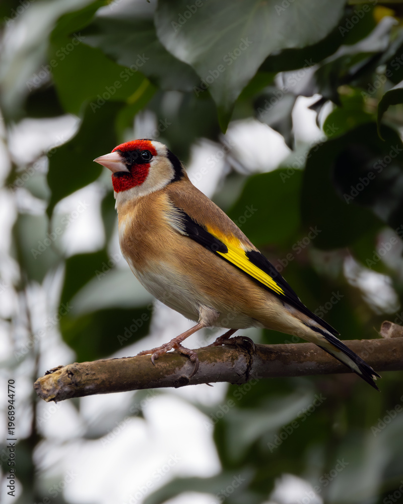 Fototapeta premium European goldfinch perched on branch in Dublin, Ireland