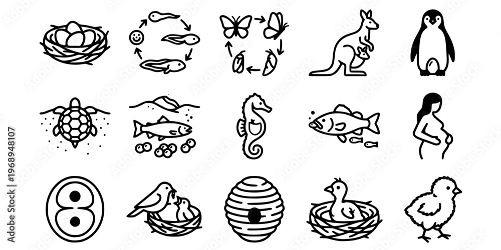 Fototapeta premium 15 Black and White Animal Reproduction Lifecycle Vector Icons Flat Line Art