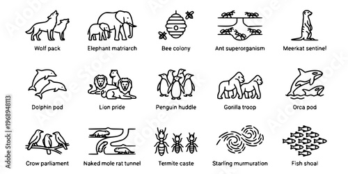15 Black and White Animal Social Structure Vector Icons Flat Line Art