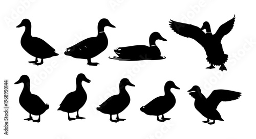 Duck silhouette vector set, 9 mallard bird silhouettes in various poses, black waterfowl icons for hunting and nature design, wild duck collection