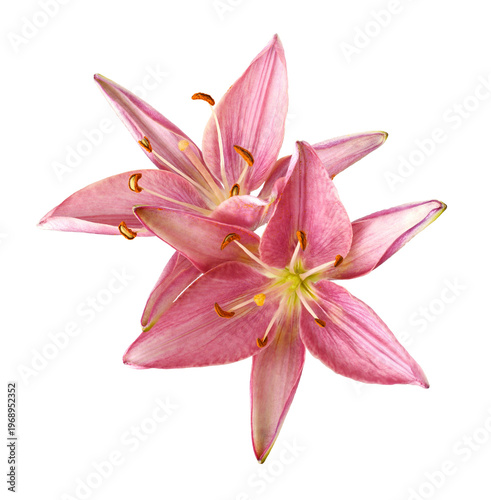 Two pink lily flowers isola...