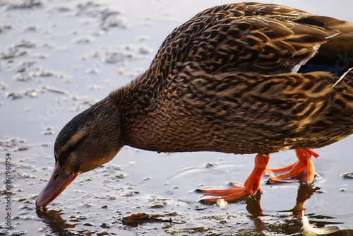 Close up of a duck on the water