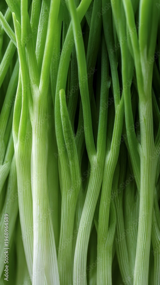 Fototapeta premium Fresh green scallions arranged closely, showcasing vibrant hues and textures.