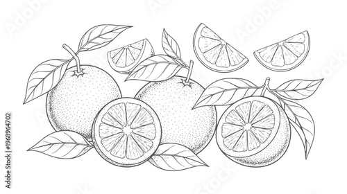 Black and white line of oranges and orange slices with leaves citrus fruit leaf