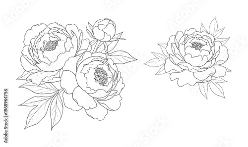 Black and white line of peony flowers with petals and leaves peonies