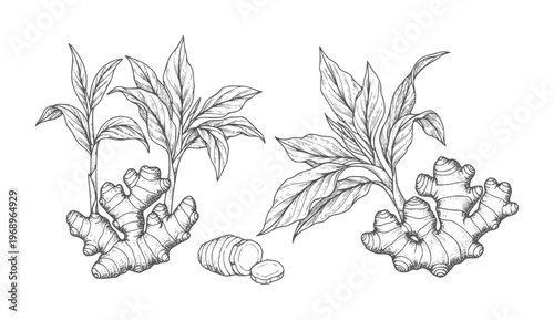 Black and white of ginger root and plant with sliced piece leaves botanical