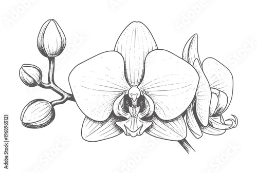 Black and white orchid flower line with buds and leaves