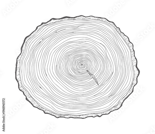 Black and white tree cross section with concentric rings and whisk crosssection wood