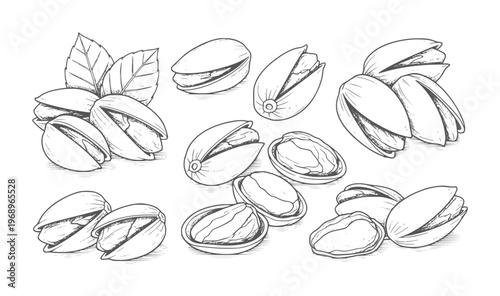 Hand drawn black and white of pistachios and leaves nuts food