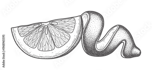 Hand drawn citrus slice with twisted peel in vintage engraving style orange lemon