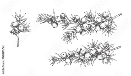 Hand drawn juniper branches with berries in style berry plant nature