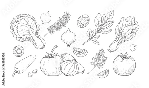 Hand drawn of assorted fresh vegetables and herbs white food healthy organic
