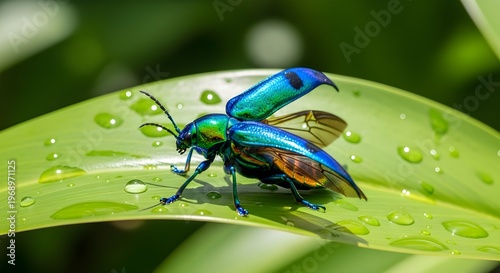 Vibrant metallic blue and green jewel beetle with open wings on a green leaf covered in dew drops.