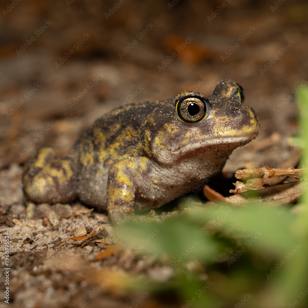 Fototapeta premium Eastern spadefoot toad